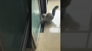 shortvideo funny petschannel funnyanimal cat mycatchannel funnycat [upl. by Ybreh226]