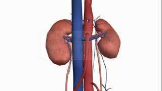 Internal structure of the Kidney  Anatomy Tutorial [upl. by Desi170]