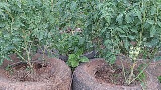 How to prune tomatoes for maximum yield and plant health little space money saving [upl. by Aloise264]