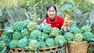 Harvesting CAULIFLOWER and Ripe Persimmons goes to the market sell  Flower care  Lý Thị Ngọc [upl. by Weil718]