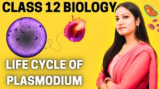 जीवविज्ञान  Life Cycle of plasmodium with tricks  Class 12  CBSE amp UP Board  by Himani Maam [upl. by Long862]