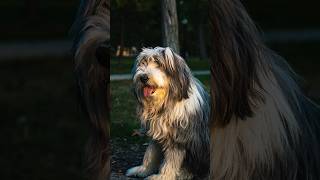 Meet Kenzie the Bearded Collie🦮 she was full of joy streetphotography beardedcollie dog fyp [upl. by Halliday434]