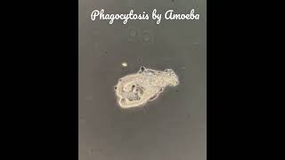 Nutrition in Amoeba by phagocytosisAmoeba engulfs the food by pseudopodiaThis is holozoic method [upl. by Yantruoc]