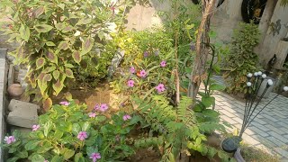 Four easy growing 💗💗 sun 🌞🌅 loving 🤩 flowers plants [upl. by Annal]