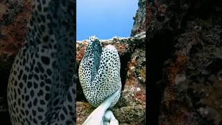 Diver Petting a Cute Moray Eel [upl. by Nedyaj]