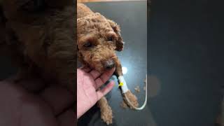 Oxytetracycline injection for treatment parvovirus shortvideo vetdoctor puppy [upl. by Gusti]