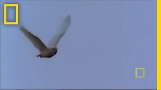 Snowy Owl  National Geographic [upl. by Anirbed]