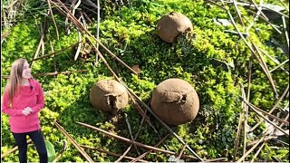 SETA Lycoperdon perlatum Pedos de lobo vistos AL MICROSCOPIO y colecta de níscalos en el pinar [upl. by Gannes297]