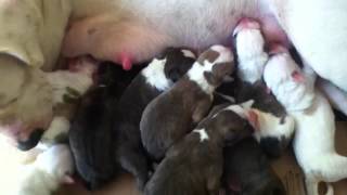 Newborn pitbull puppies [upl. by Wilder199]