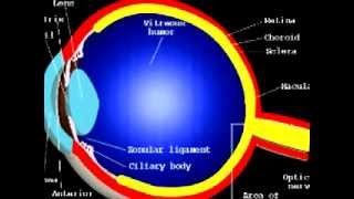 What is an ERG electroretinogram [upl. by Atalya]