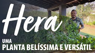 HERA uma PLANTA BELÍSSIMA E VERSÁTIL [upl. by Perce]