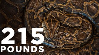 Most massive Burmese python ever caught in Florida  Press conference [upl. by Hollie]