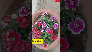 11 Best winter flower plants  Names of winter flower plants flower [upl. by Pavior]