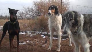 Wolfhounds team up against a Doberman [upl. by Yeldah126]