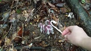 How to ID Monotropa uniflora the ghost pipe [upl. by Akerdnuhs559]