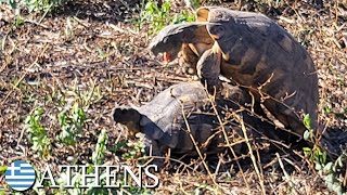 Marginated tortoises 🇬🇷 Greece  v172 [upl. by Bergmann867]