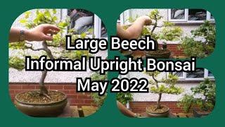 Large Beech Informal Upright Bonsai May 2022 [upl. by Llacam970]