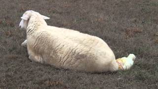 Katahdin sheep birth [upl. by Brigit]