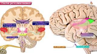 Medial geniculate nucleus of Thalamus  Neuroanatomy [upl. by Appledorf550]