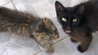 This Stray Mother Cat Brought Her Only Kitten to Me [upl. by Gareri]