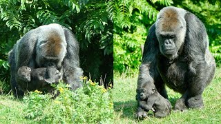 Heartwarming Moments Between Foster Mother Dalila and Baby Makongo [upl. by Gilford]