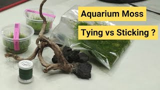 How to Tie Moss on Stone  How to Stick Moss on Stone  Aquarium Moss  Garden moss  Terrarium moss [upl. by Neomah]