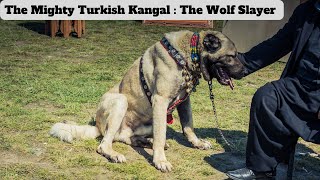 Killer Kangal The Wolf Slayer kangal kangaldog kangaldogs [upl. by Eelano957]