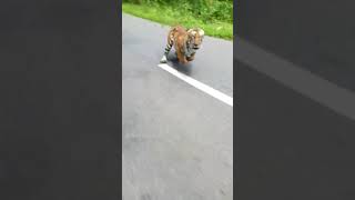 Tiger attack 2 wheelers in wayanad [upl. by Rechaba]