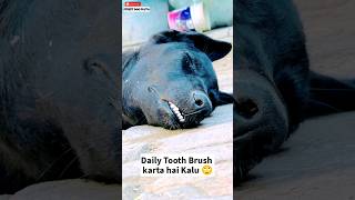 Kalu Puppy Dog Toothbrush 😂  97  shorts minivlog vlog dog [upl. by Bethena]