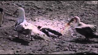 Penguin vs Giant Petrel  A violent death in Antarctica [upl. by Irim]