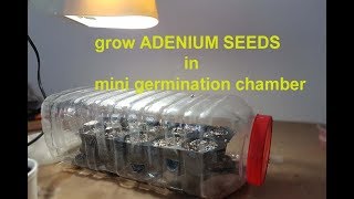 how to grow ADENIUM seeds in home made GERMINATION CHAMBER [upl. by Gnort]