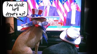 TV Dogs Watch Trump Victory Speech [upl. by Zile835]