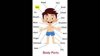 Parts of the BodyEnglish for beginnersEnglish Vocabulary with picture [upl. by Alolomo]