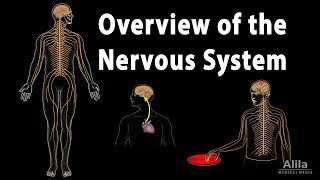 Overview of the Nervous System Animation [upl. by Draude]