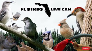 LIVE✨ FLORIDA Bird Feeder Cam ☀️ SATURDAY Birds Squirrels Nature Sounds cattv live birdfeeder [upl. by Vachil326]