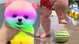 2024 Chó Phốc Sóc Mini 😍 Funny and Cute Pomeranian💖20 直 [upl. by Tjaden]