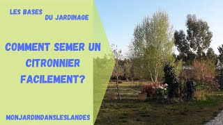 Comment semer un citronnier facilement   Monjardindansleslandes [upl. by Yauq]