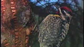 Bird of the Week YellowBellied Sapsucker [upl. by Jensen]