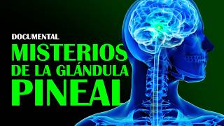 DOCUMENTAL Misterios de la Glándula Pineal y su Poder Escondido Según la Ciencia [upl. by Dorotea]