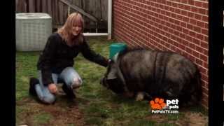 Family Abandons Potbellied Pig [upl. by Enitsenrae681]