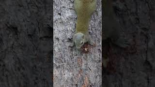 Grey Bellied Squirrel rodents wildlife manasnationalpark saveforest natureinmotion food 4k [upl. by Astrahan660]