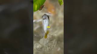 Fascinating fact about Archerfish🐟 youtubeshorts animals wildlife archerfish facts [upl. by Garvy]