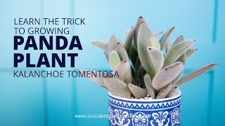 Learn why Kalanchoe tomentosa quotPanda Plantquot is so great for beginners [upl. by Eenaj]