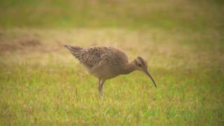 コシャクシギ（1）与那国島  Little Curlew  Wild Bird  野鳥 動画図鑑 [upl. by Ivory]