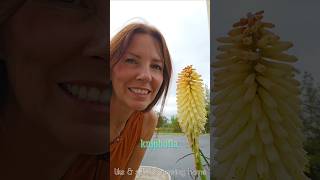 Deadhead KNIPHOFIA Red Hot Poker 🐝🔥✂️ Growing Home Gardening pruning plants [upl. by Berglund]