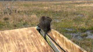 Meet A Nutria Rat  Louisiana Bayou Airboat Tour [upl. by Bob]