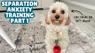 Easiest Way to Train Your Dog with Separation Anxiety  Cavapoo [upl. by Hinze]