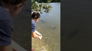 Trying a Hand Line to Catch Crabs shorts crabs  crabbing [upl. by Claudius]