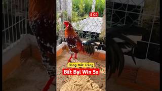 Bông Mắt Trắng 3kg2✅✅ Hàng Đấu C1 Dá Lô 0778888392 chicken đềxuất mientay [upl. by Iana470]