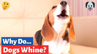 Why do Dogs whine How to Stop Dog Whining [upl. by Fital]